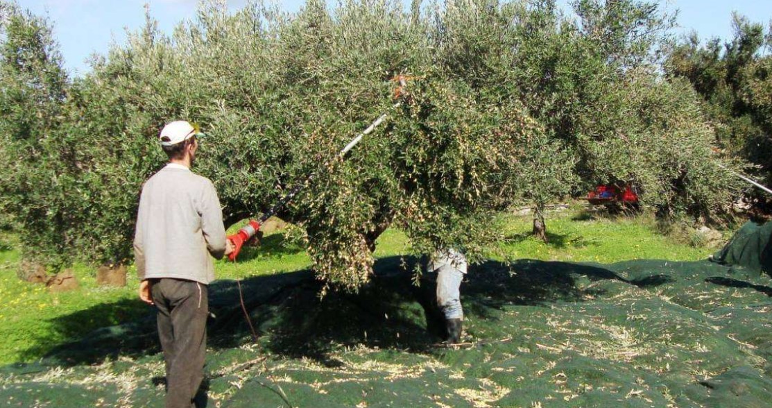 Οσμή σκανδάλου στο ΥΠΑΑΤ εις βάρος των ελαιοπαραγωγών